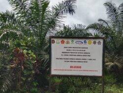 Ratusan Hektar Kebun Sawit Diduga Milik Anggota DPRD Banggai Berdiri di Kawasan Hutan