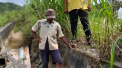 Proyek BWS III Sulteng diduga tak tepat Sasaran, 300 ha sawah di Dua Desa  Tolitoli Utara Tak Dapat Di Olah