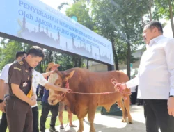 Sambut Hari Raya Idul Qurban, Jaksa Agung Serahkan 57 Ekor Sapi untuk Qurban