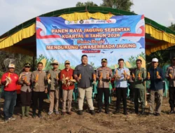 Polres Buol Gelar Panen Raya Jagung, Dukung Ketahanan Pangan Nasional