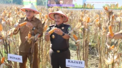 Melalui Jaksa Mandiri Pangan, Kajati Sulteng Hadiri Panen Raya Jagung di Parigi Moutong