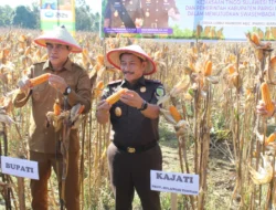 Melalui Jaksa Mandiri Pangan, Kajati Sulteng Hadiri Panen Raya Jagung di Parigi Moutong